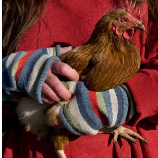 redfearn and daughter Mandy's chicken